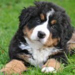 bernese mountain dog, dog, big dog-1177074.jpg